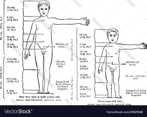 Proportions of a healthy child body at 2 and 5 Vector Image