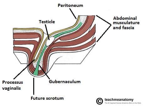 The Inguinal Canal - Boundaries - Contents - TeachMeAnatomy