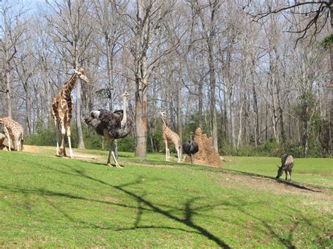 Barnette Family Happenings: North Carolina Zoo