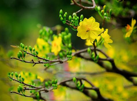 Yellow Apricot Flower (Hoa Mai) | Vietnam Travel Blog