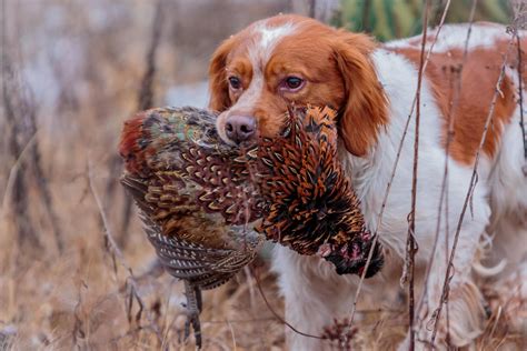 Brittany Spaniel Duck Hunting