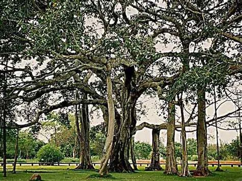 Topmost Popular And Oldest Banyan Trees In India - Nativeplanet