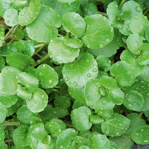 Watercress (Seeds) - Van Meuwen