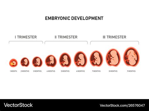 Stages Of Gestation