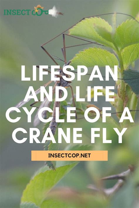 Lifespan and Life Cycle of a Crane Fly | INSECT COP in 2021 | Crane fly, Life cycles, Pest facts