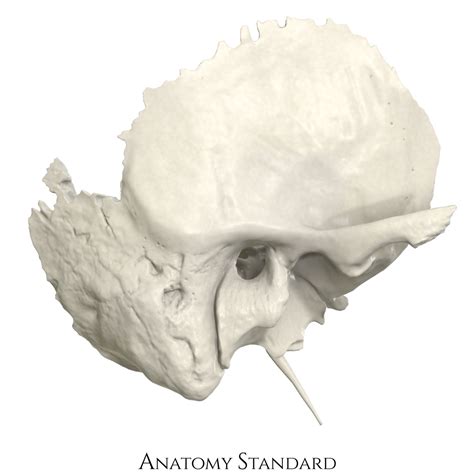 Anatomy Standard - Drawing Temporal bone: lateral view - no labels ...