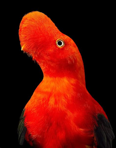 20 Stunning Portraits Of Rare And Endangered Birds Full Of Personality - Amazing Nature