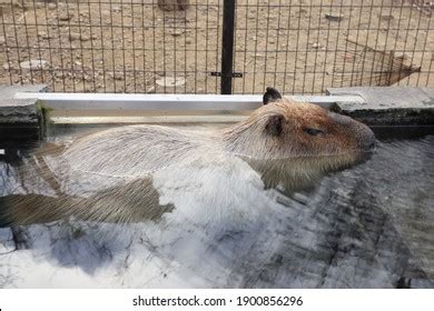 Capybara Hot Spring Stock Photo 1900856296 | Shutterstock