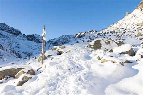 Winter Snowy Mountain Hiking Stock Photo - Image of pine, pure: 166137568