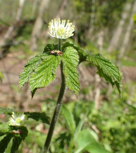 9 Potential Health Benefits Of Goldenseal