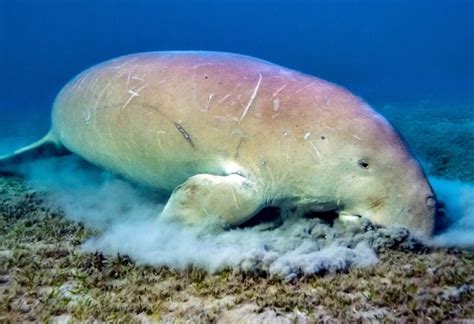 Dugongs Declared Functionally Extinct In China Following Habitat Loss ...