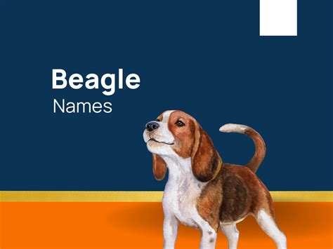 333+ Best Beagle Names for Your Dog (+Generator)