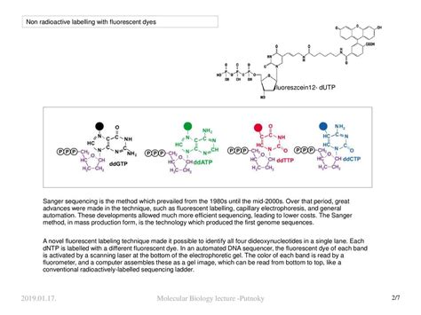 Molecular Biology lecture -Putnoky - ppt download