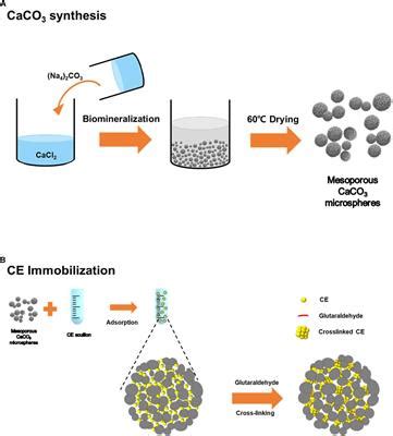 Immobilization Of Enzymes In/on Membranes And Their