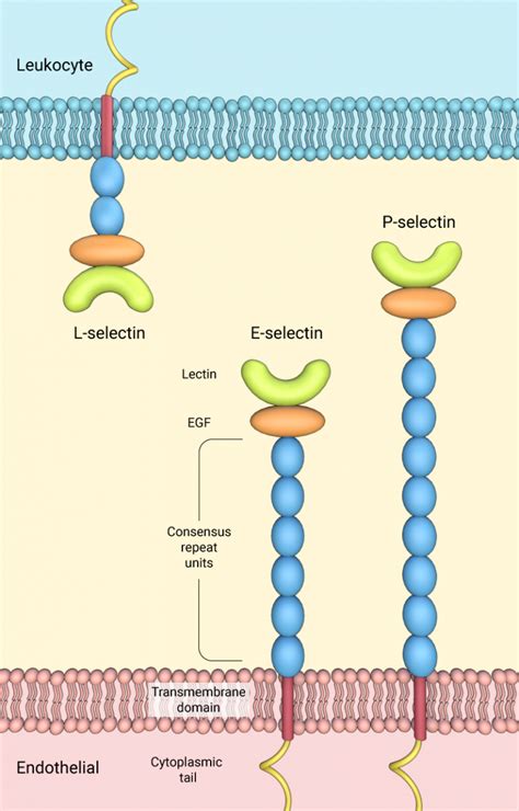 What are selectins? - Mechanobiology Institute, National University of ...