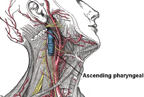 Foramen - The Definitive Guide | Biology Dictionary