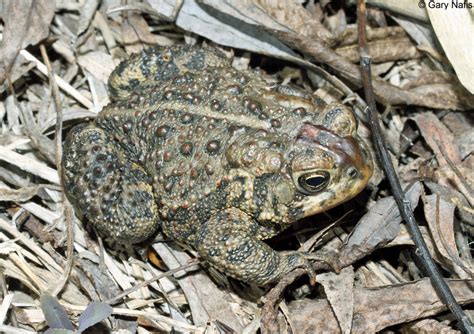 Canadian Toad - Anaxyrus hemiophrys