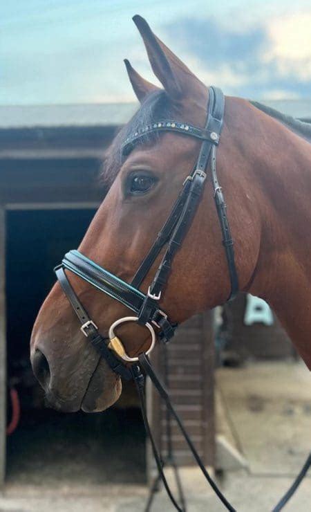 How to put a bridle together in 6 easy steps