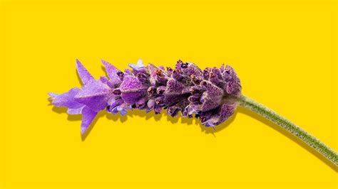 Lavender Essential Oil for Anxiety: 7 Benefits and How to Make It Work