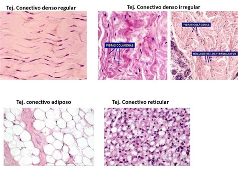 TIPOS DE TEJIDO CONECTIVO - Histología Unlar