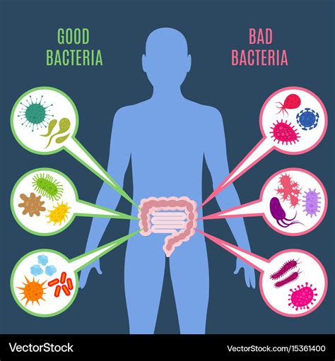 Intestinal flora gut health concept with Vector Image