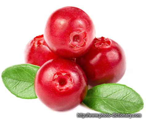 cranberry - photo/picture definition at Photo Dictionary - cranberry ...