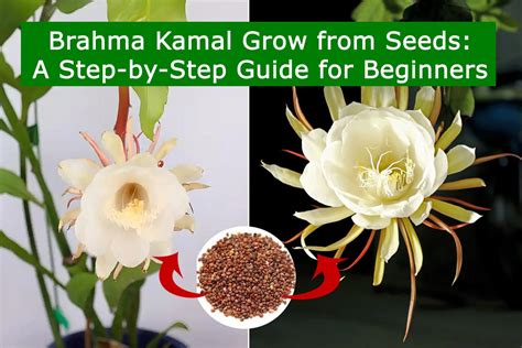 Brahma Kamal Grow from Seeds: A Step-by-Step Guide for Beginners