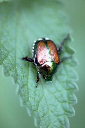 Baby Powder to Control Japanese Beetles | LoveToKnow