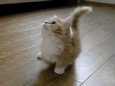 Excited Cat GIF - Find & Share on GIPHY