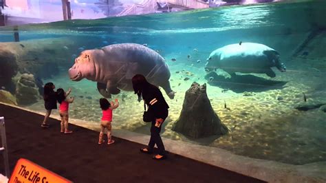 Hippo at Adventure Aquarium - Camden, NJ - YouTube