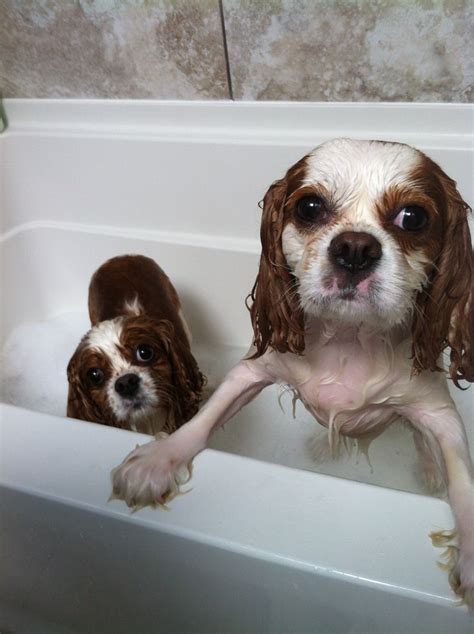 Getting a bath! Cavalier King Charles spaniel!