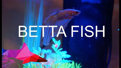 Betta Fish with GloFish aquarium - YouTube