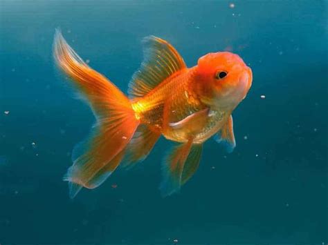 How Often To Feed Goldfish? A Feeding Guide For Owners