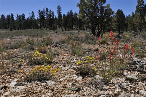 Benjamin Zack Photography: San Bernardino National Forest