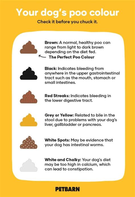 What Causes Yellow Mucus In Dog Stool