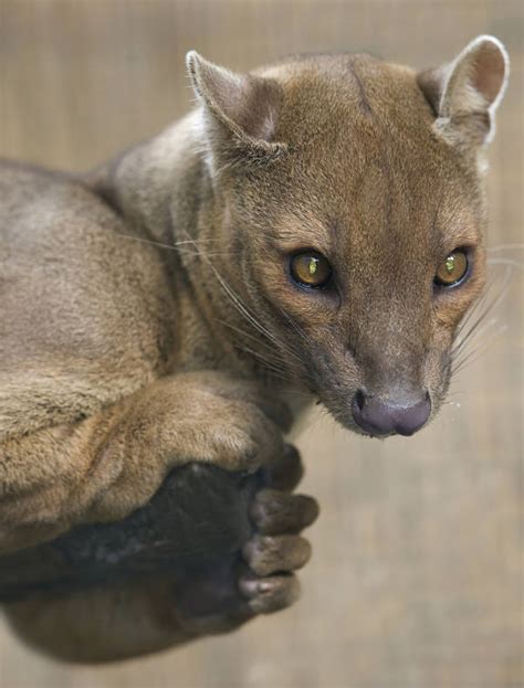 Fossa Facts - Animal Facts Encyclopedia