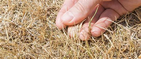 Chinch Bug Damage - What Does It Look Like & How Do You Fix It | Turf Badger Blog