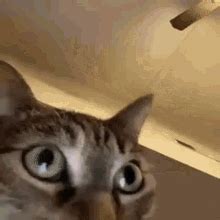 Cat Shaking Head Cat Funny Face GIF - Cat Shaking Head Cat Funny Face - Discover & Share GIFs