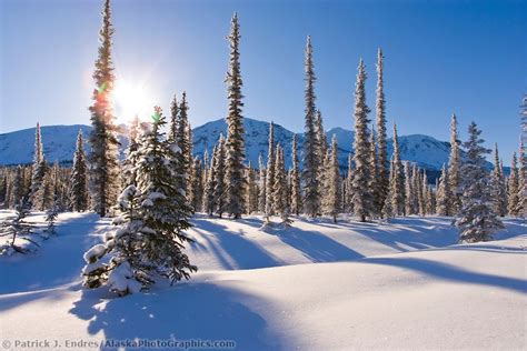 Arctic winter boreal forst | AlaskaPhotoGraphics.com | Boreal forest ...