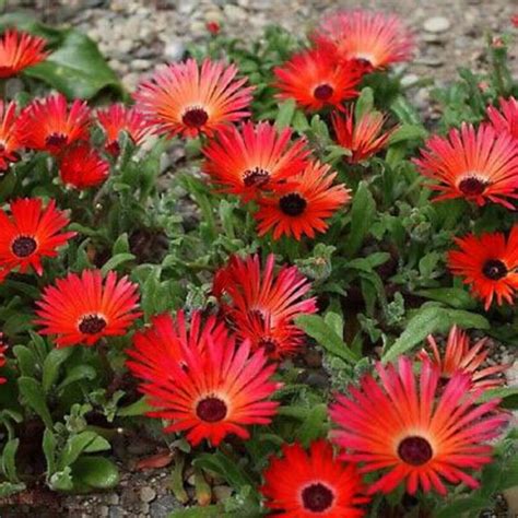 RED ICE PLANT Livingstone Daisy Dorotheanthus Bellidiformis | Etsy