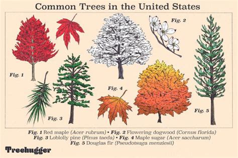 Ten Most Common Trees in the United States