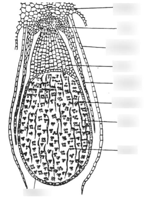 Lab 6 Marchantia Sporophyte Diagram | Quizlet