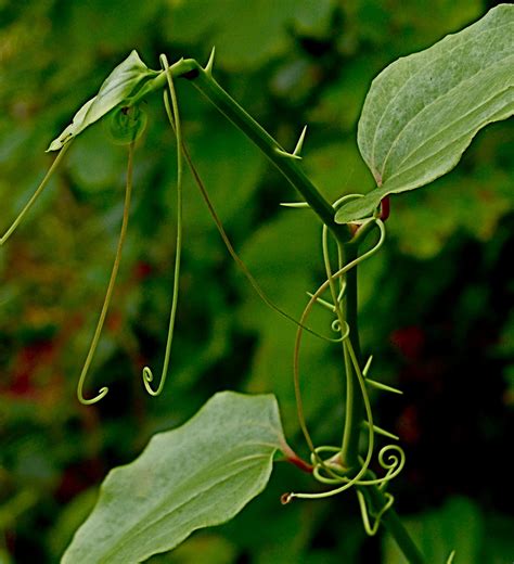 common greenbriar (TVA, White's Creek Small Wild Area, Plants) · iNaturalist