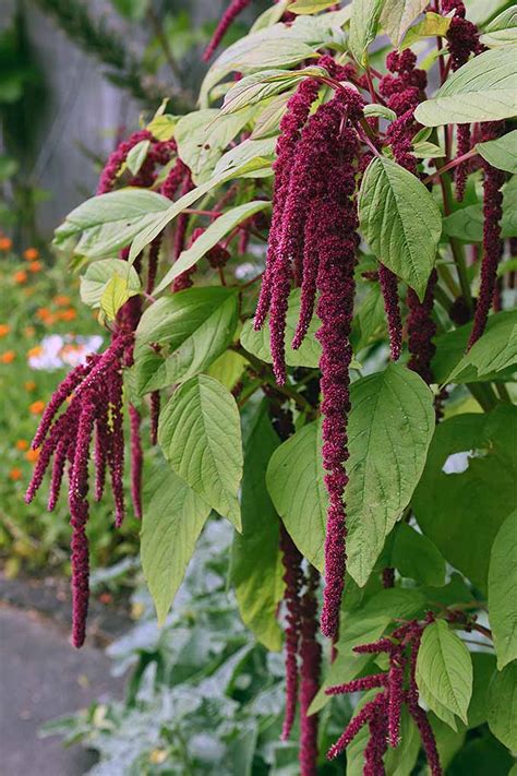 Amaranthus 'Love Lies Bleeding'