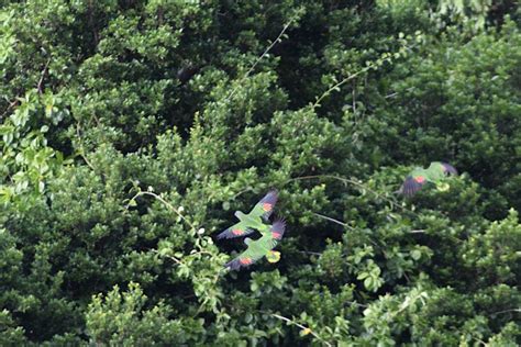 Parrots of the Caribbean: Birding tourism offers hope for threatened ...