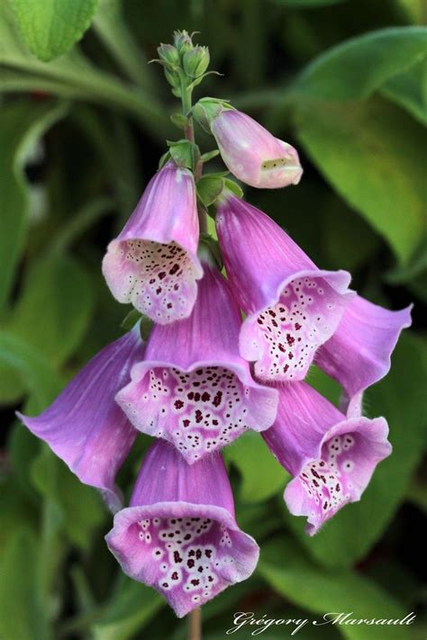 Pink foxglove | Foxglove, Country gardening, Cottage garden