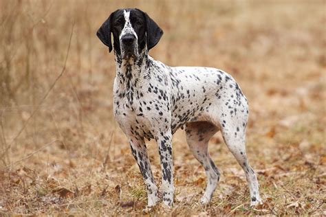 Braque d'Auvergne: Breed Profile - Gun Dog