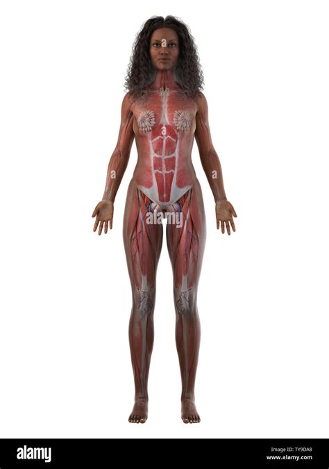 3d rendered medically accurate illustration of a black females muscle ...