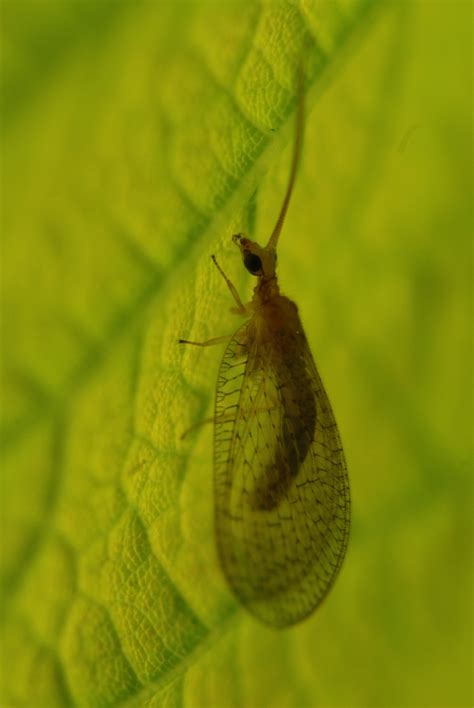 Lacewings – Brown Lacewing – Doncaster Naturalists' Society