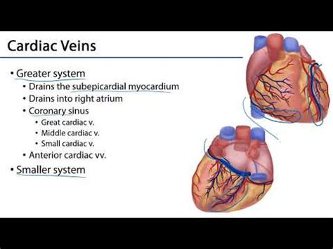 Cardiac Veins - YouTube